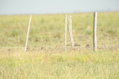 Alectrurus risora