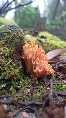 Ramaria anziana