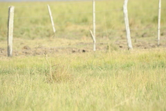 Alectrurus risora