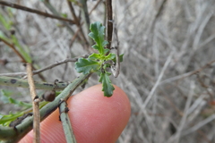 Scrophularia ramosissima