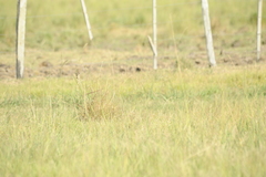 Alectrurus risora