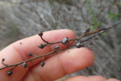 Scrophularia ramosissima