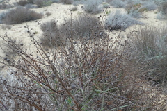 Scrophularia ramosissima