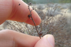 Scrophularia ramosissima