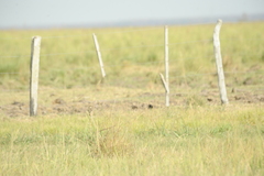 Alectrurus risora