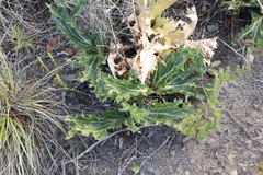Lichtensteinia lacera