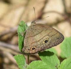 Hermeuptychia cucullina