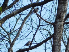 Poecile palustris