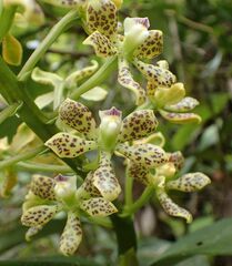Prosthechea crassilabia