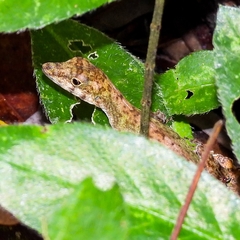Anolis carpenteri