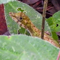 Anolis carpenteri