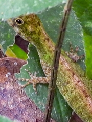 Anolis carpenteri