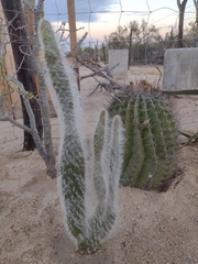 Opuntia senilis