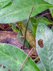 Anolis carpenteri