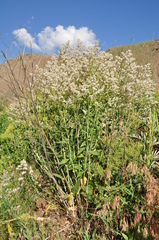 Lepidium latifolium