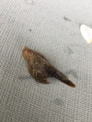 Pteria colymbus