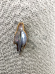 Pteria colymbus