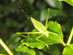 Engonia
