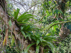 Werauhia gladioliflora image