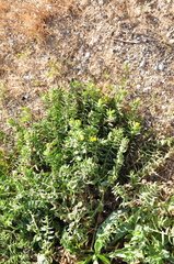 Alkanna orientalis