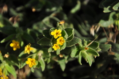 Alkanna orientalis