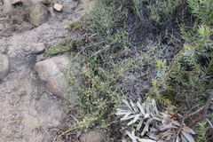 Aspalathus divaricata divaricata