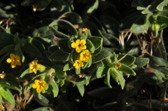 Alkanna orientalis