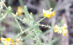 Aspalathus divaricata divaricata