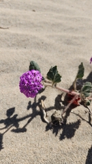 Abronia villosa