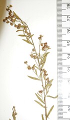 Lechea intermedia juniperina