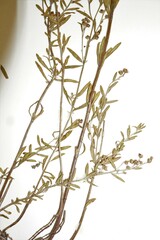 Lechea intermedia juniperina