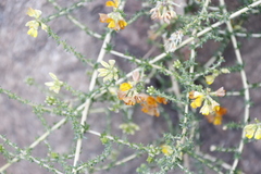 Aspalathus divaricata divaricata