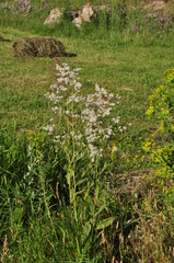 Lepidium latifolium