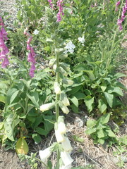Digitalis