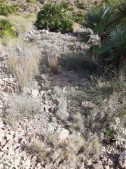 Psammodromus edwarsianus