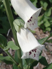 Digitalis