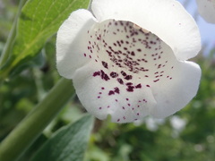 Digitalis