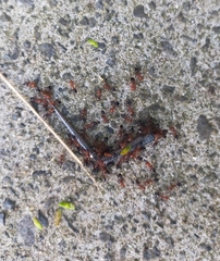 Ablepharus kitaibelii