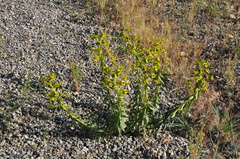 Euphorbia macroclada