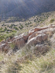 Psammodromus edwarsianus