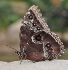 Morpho