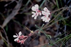Pelargonium pinnatum