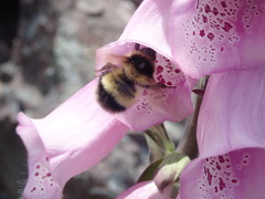 Bombus vagans bolsteri