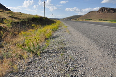 Euphorbia macroclada