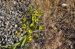 Euphorbia macroclada