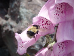 Bombus vagans bolsteri