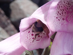 Bombus vagans bolsteri