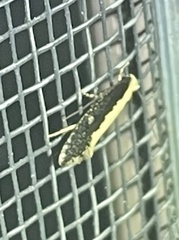 Monopis crocicapitella