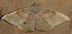 Oxydia vesulia