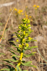 Euphorbia macroclada